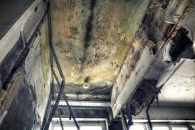 Why You Should Choose Our Mold Remediation Services in Genesee, CO